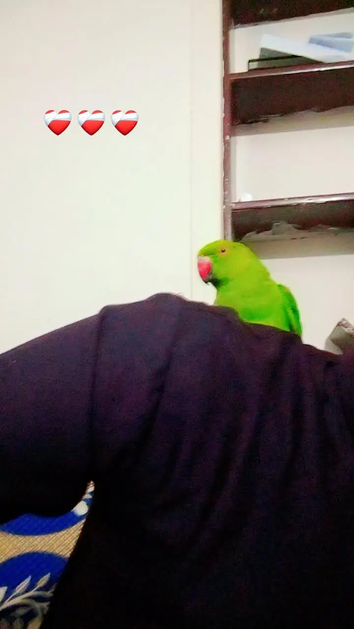 healthy parrot for sale — photo 5