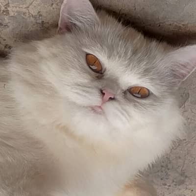 3rd Cote white Persian cat
