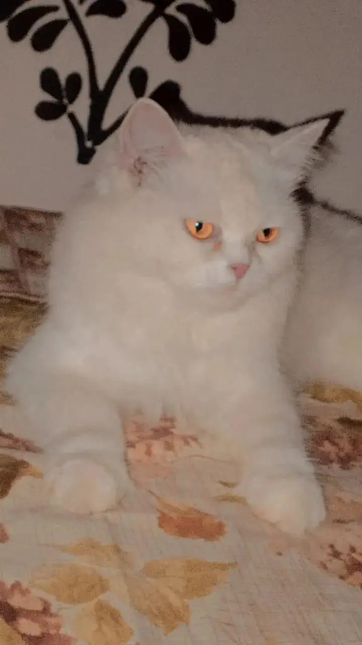 3rd Cote white Persian cat — photo 2