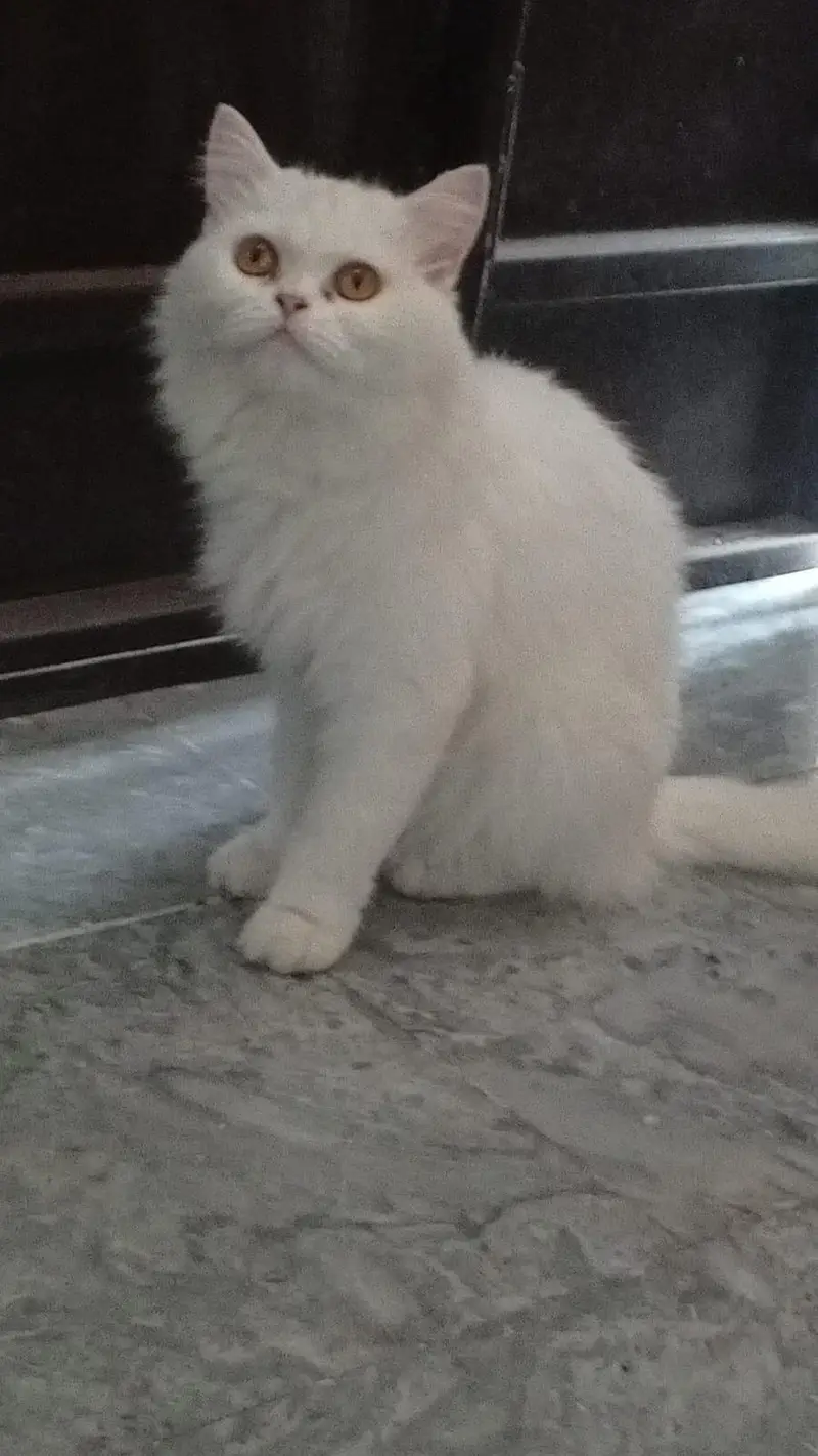 3rd Cote white Persian cat — photo 3