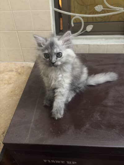Smokey grey Persian cat