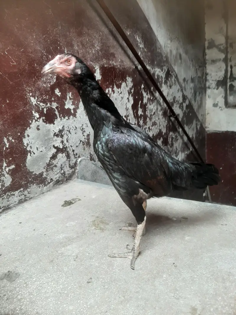Aseel murgi Pure Pakistan Aseel — photo 2