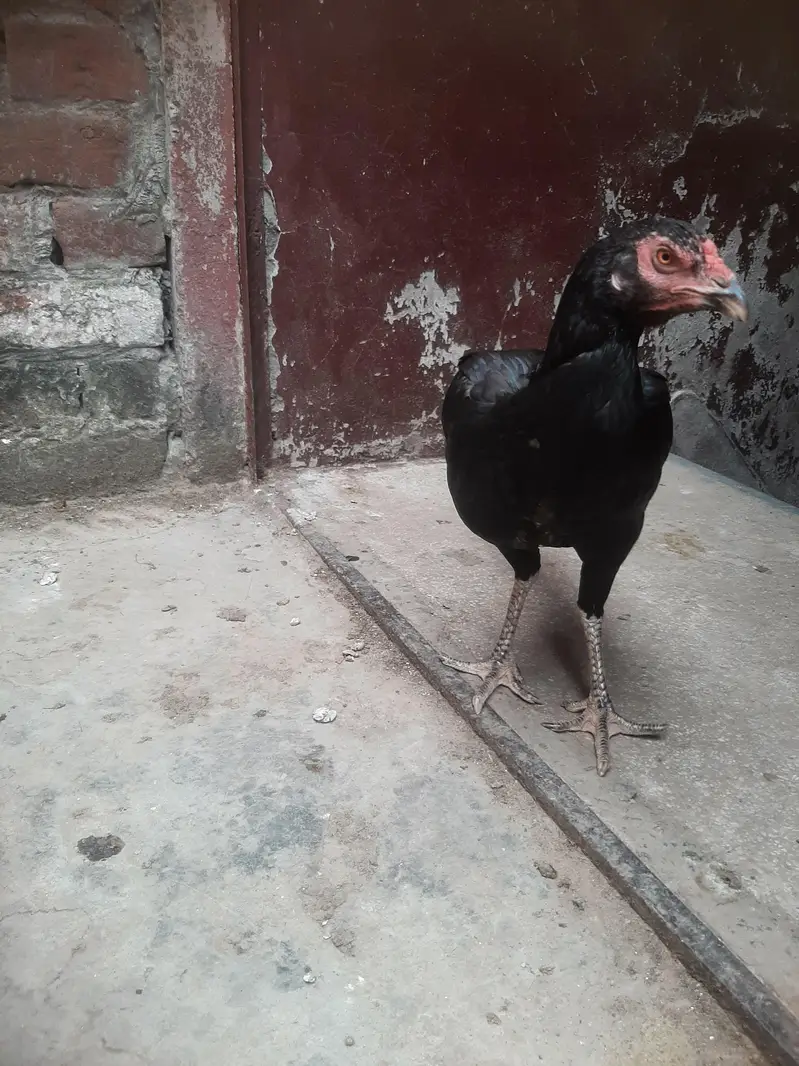 Aseel murgi Pure Pakistan Aseel — photo 5
