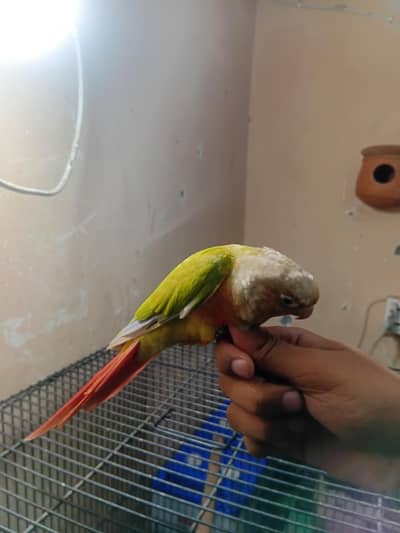 hand tame pinappel conoure  high red factor