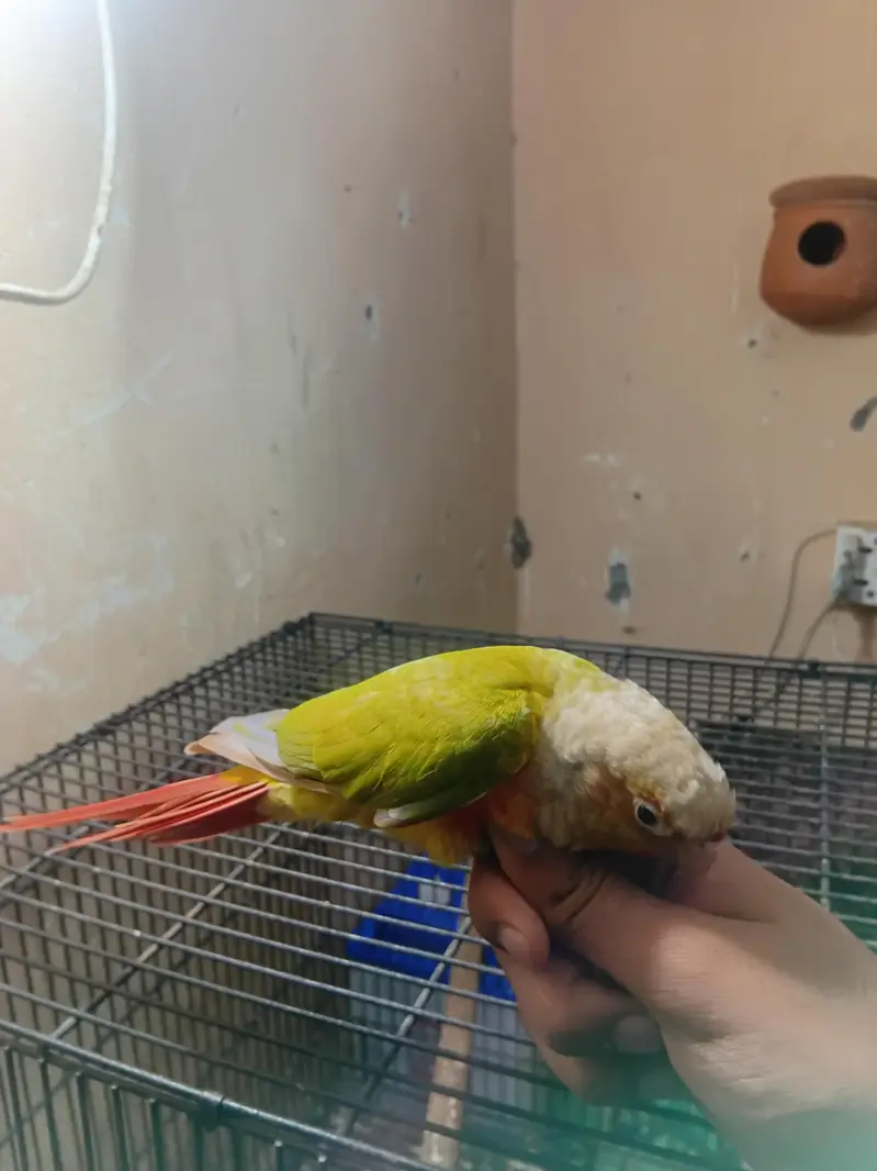 hand tame pinappel conoure  high red factor — photo 2