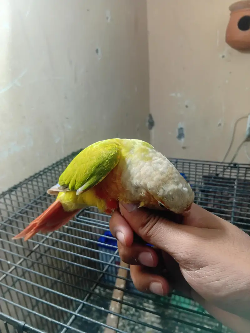 hand tame pinappel conoure  high red factor — photo 3