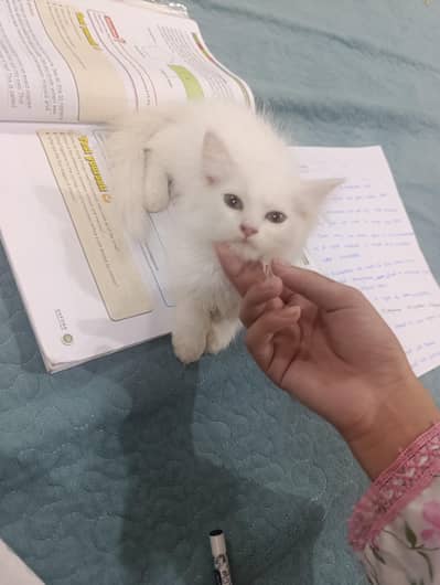 Persian triple coated