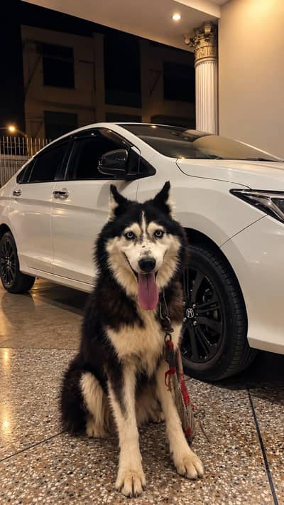 Siberian Husky friendly dog 3 year age