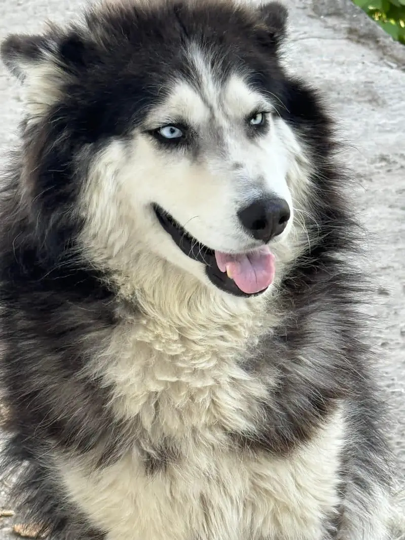 Siberian Husky friendly dog 3 year age — photo 2