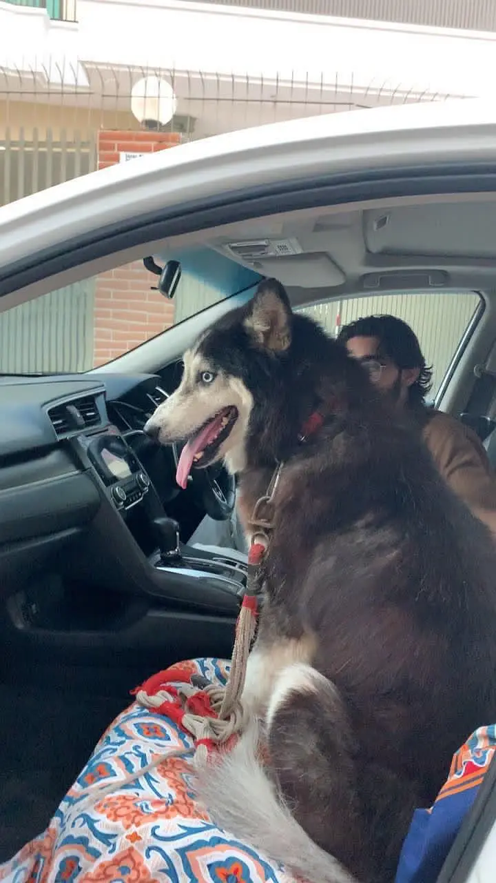 Siberian Husky friendly dog 3 year age — photo 3