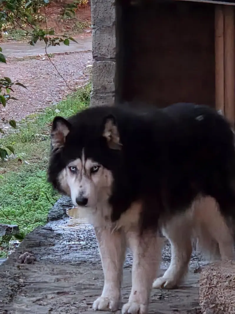 Siberian Husky friendly dog 3 year age — photo 4