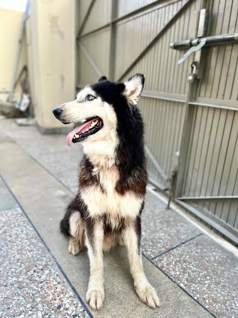 Siberian Husky friendly dog 3 year age — photo 5