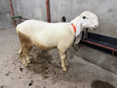 Sheep