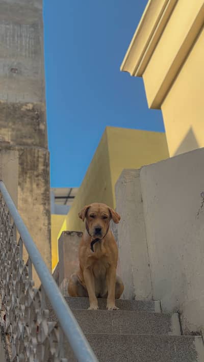 Female Labrador  for Sale - BELA