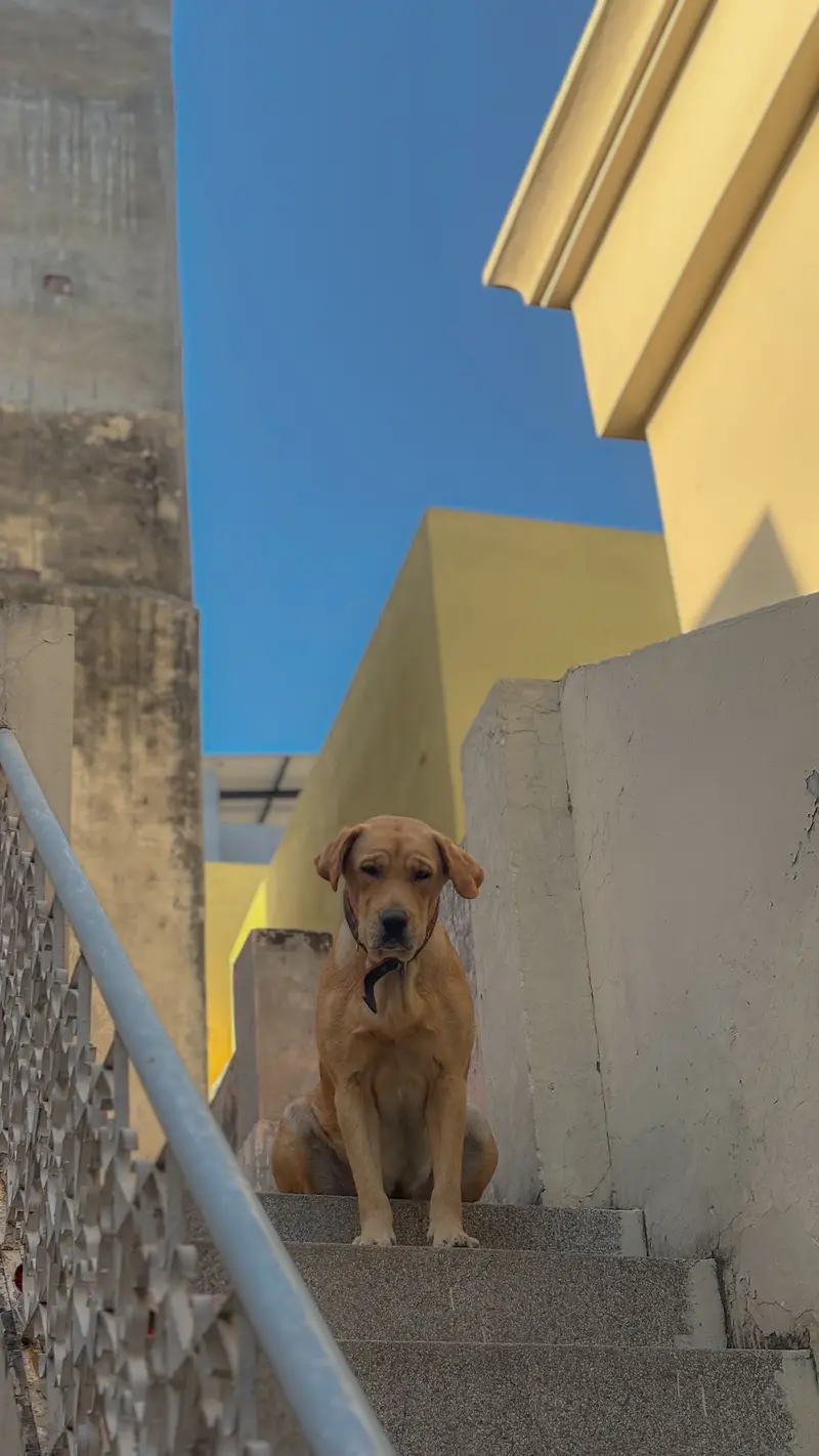 Female Labrador  for Sale - BELA