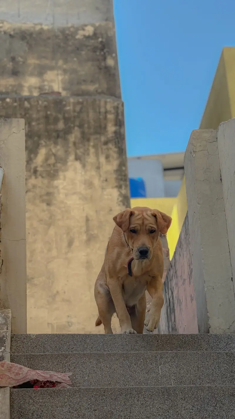 Female Labrador  for Sale - BELA — photo 2