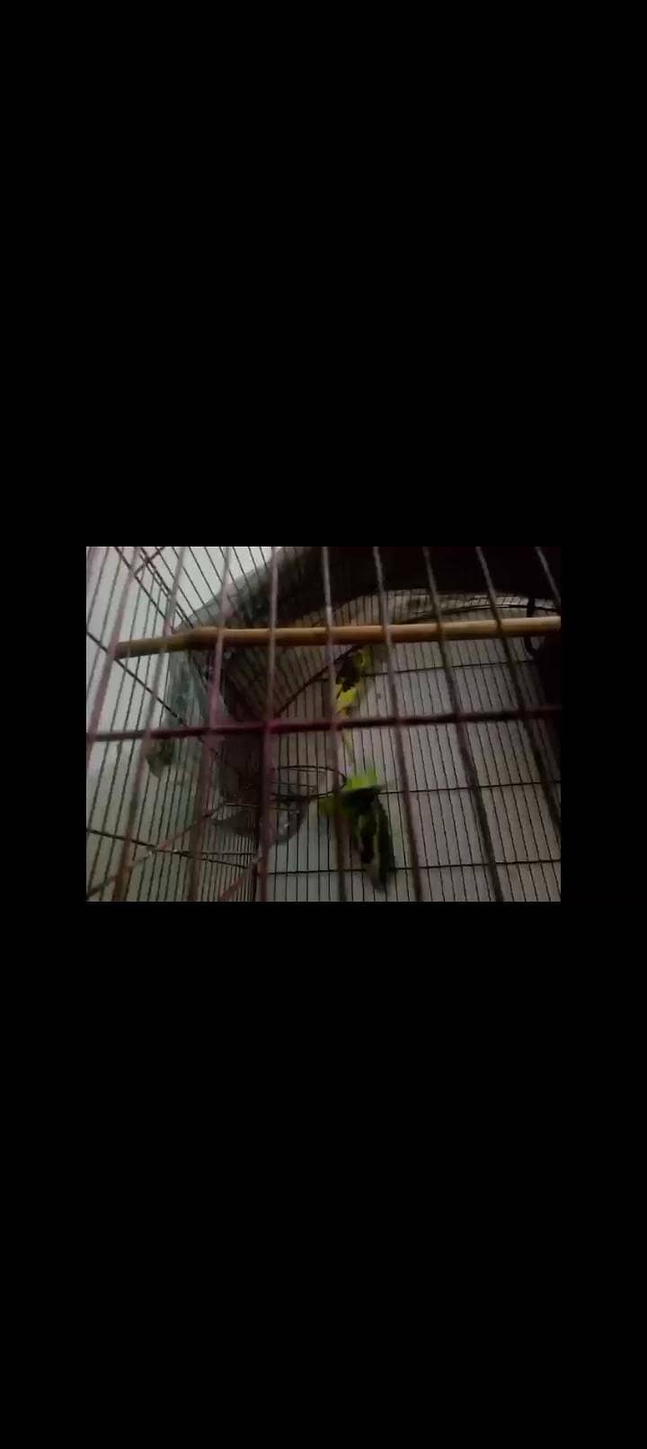 Budgeri pair Bareedar 2