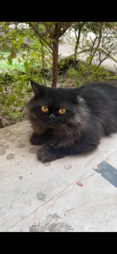Black persian cat