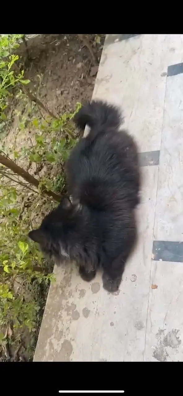 Black persian cat — photo 2