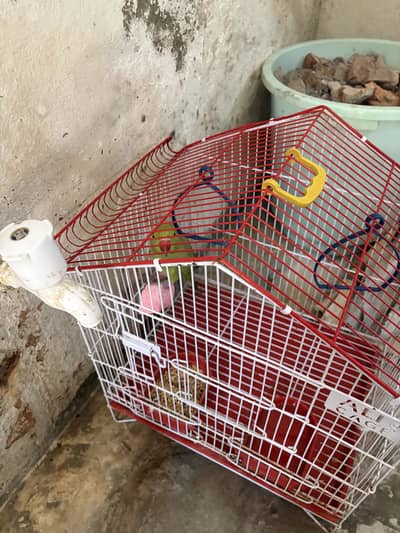 Parrot