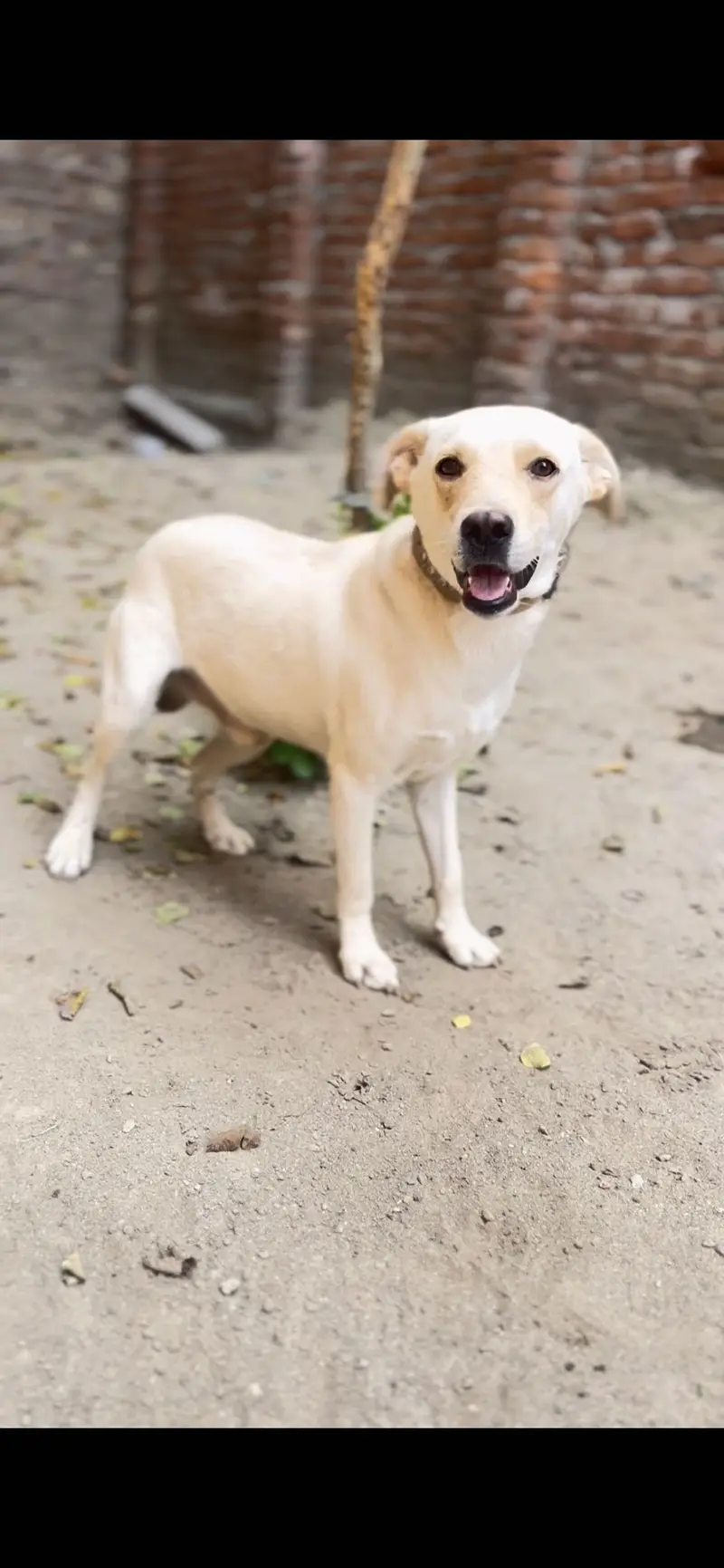 White labrador male full happy puppy
