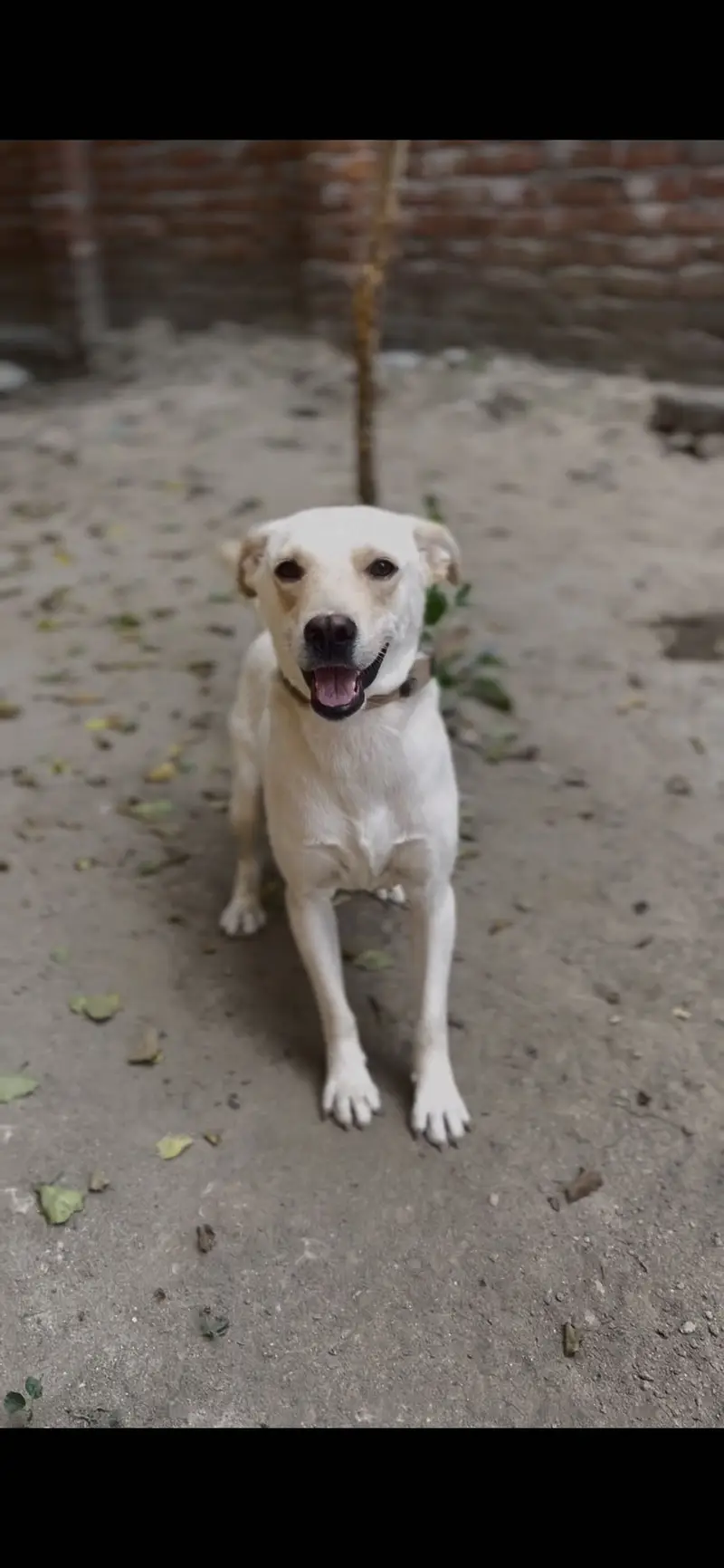 White labrador male full happy puppy — photo 3