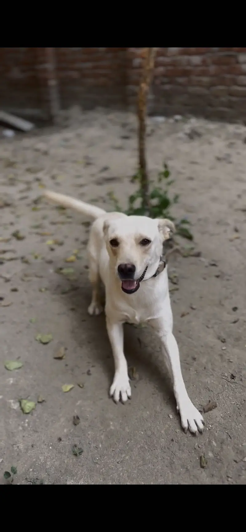 White labrador male full happy puppy — photo 4