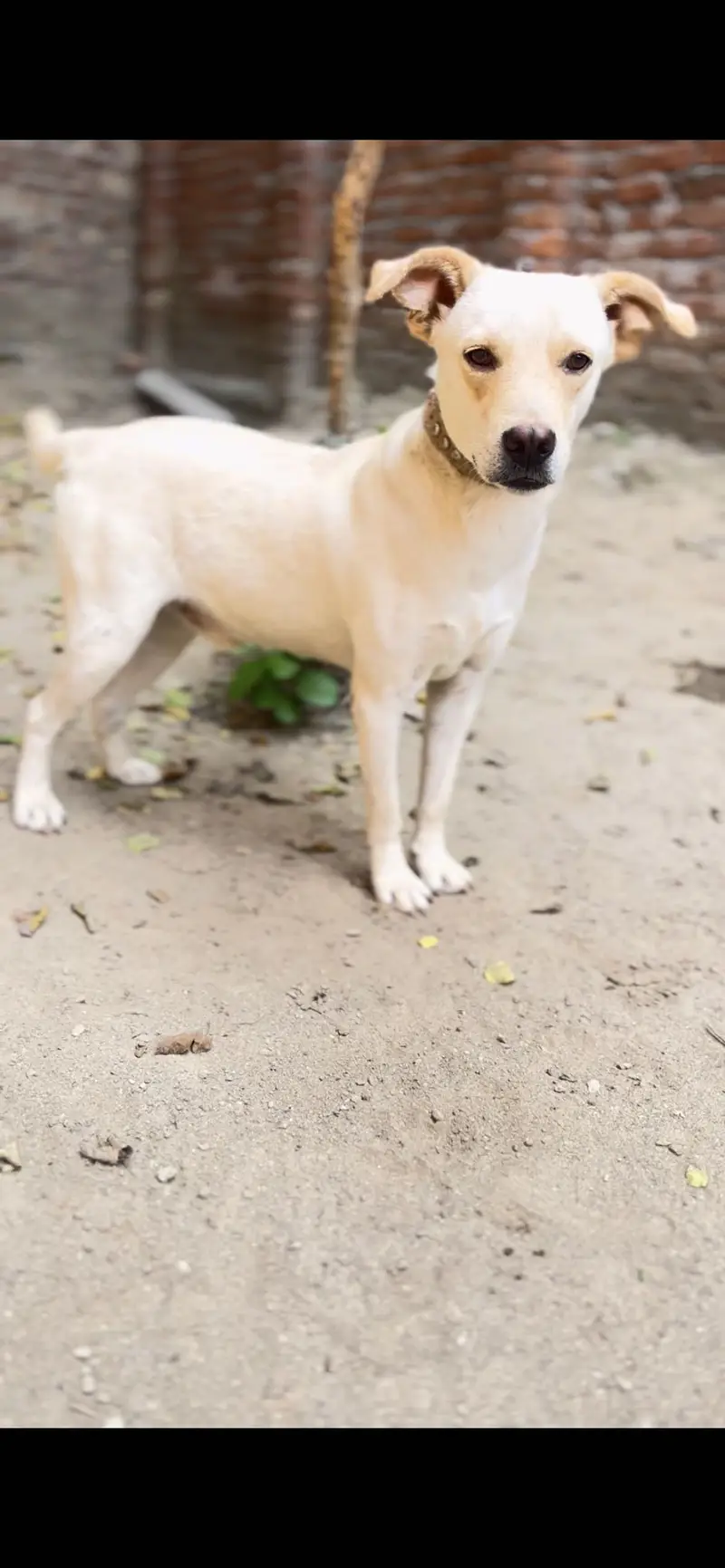 White labrador male full happy puppy — photo 5