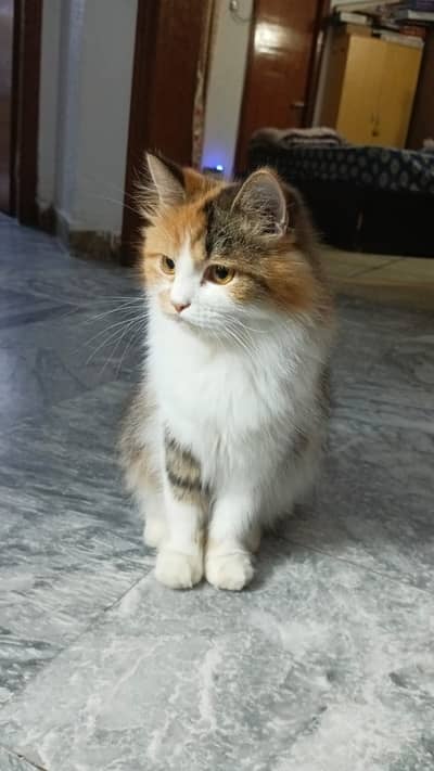 Pure Persian Calico