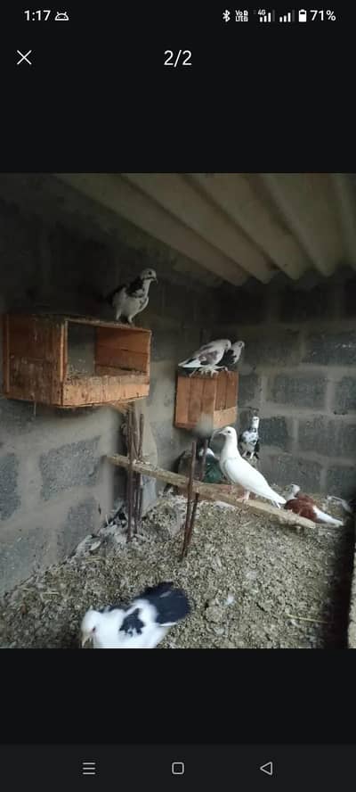 Pigeon for sell