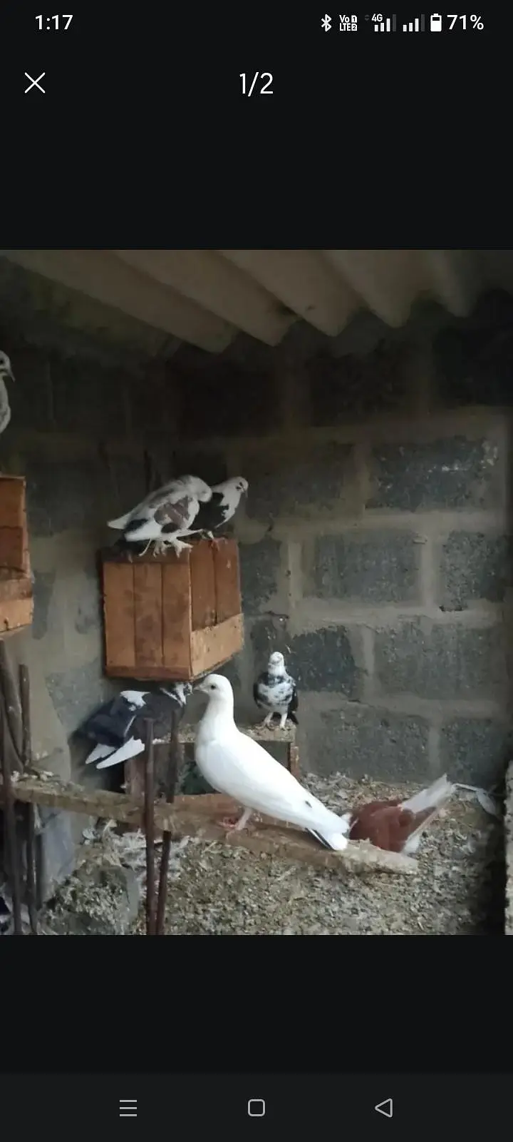 Pigeon for sell — photo 2