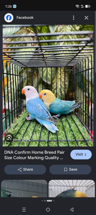 require opaline breeder pair