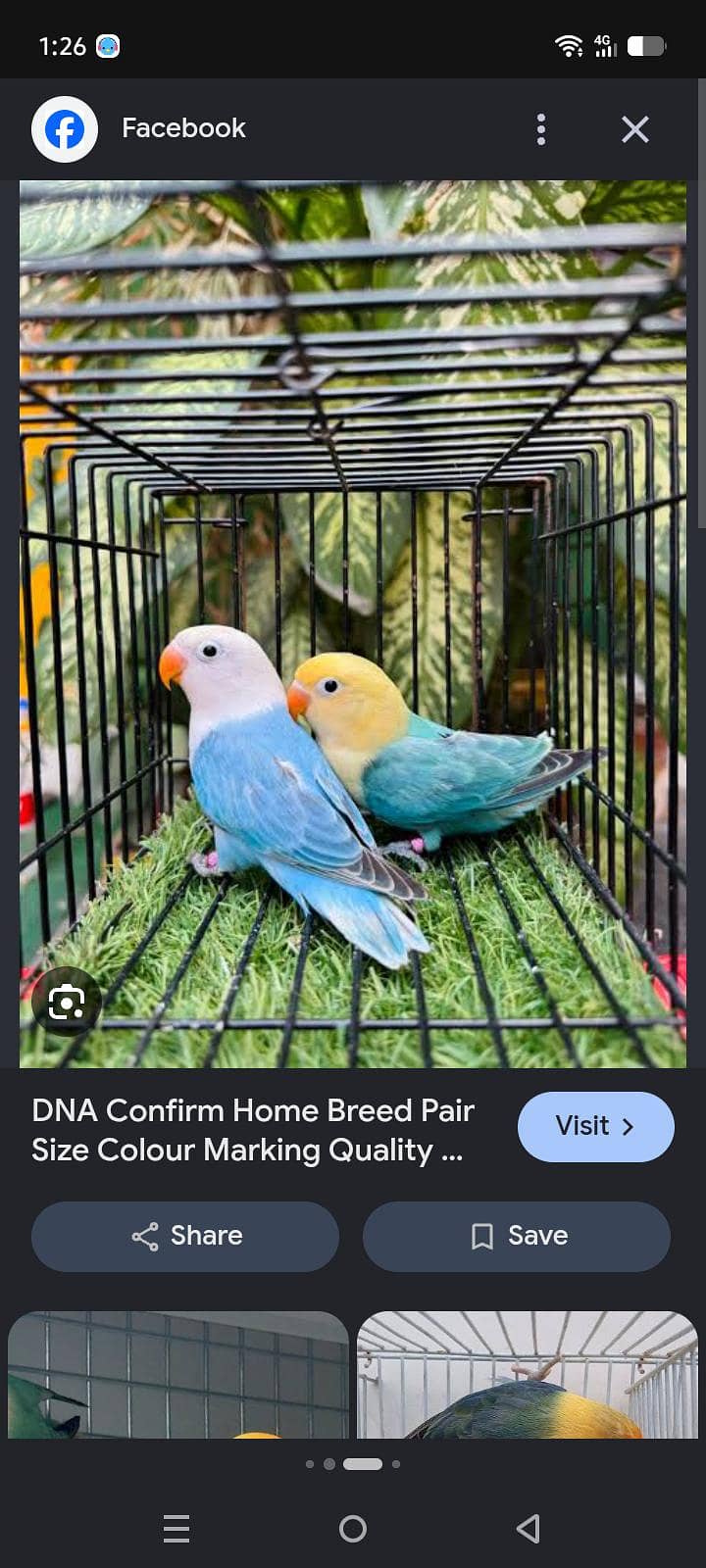 require opaline breeder pair 0