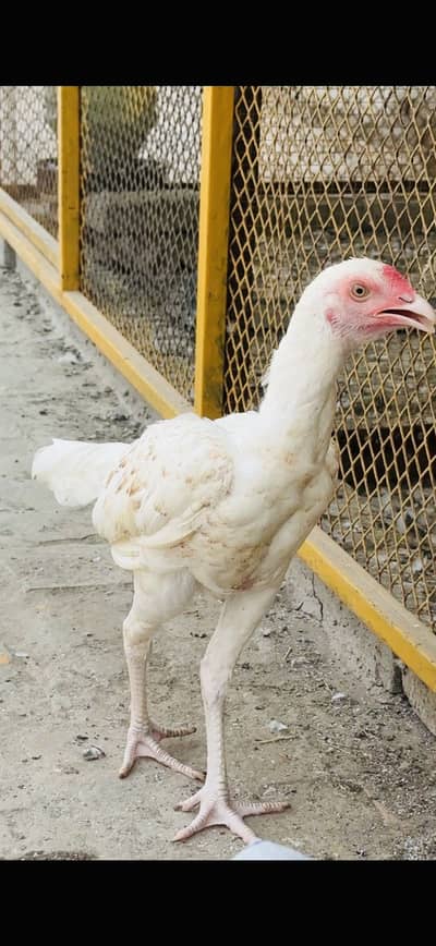 BOSKA PATHA FOR SALE ACTIVE AND HEALTHY. A.