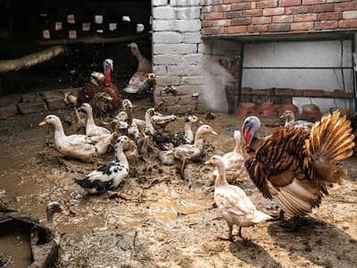 Ducks for sale