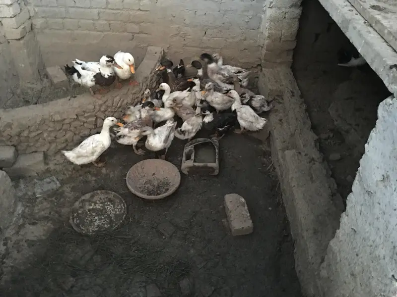 Ducks for sale — photo 2