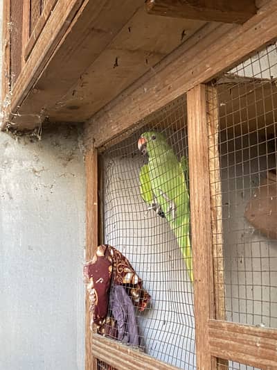 Green parrot