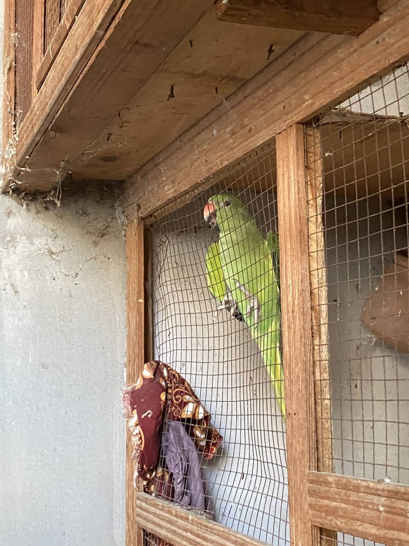 Green parrot 0