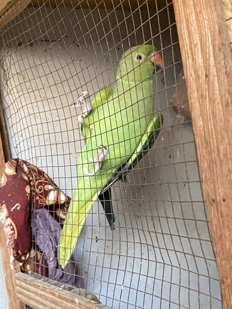 Green parrot 1