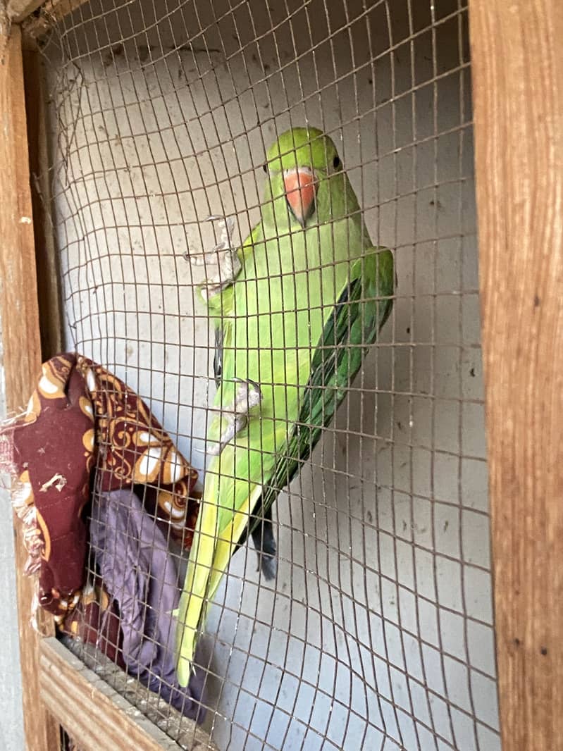 Green parrot 2