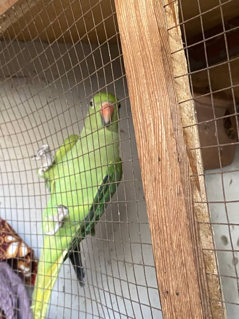 Green parrot 3