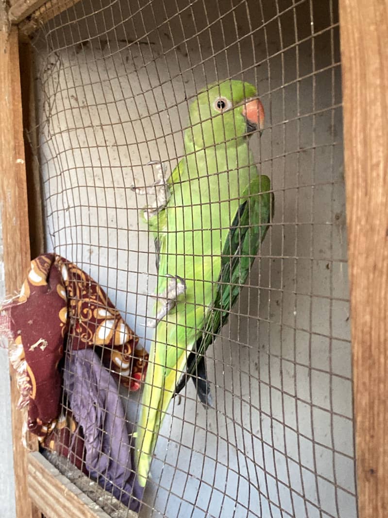 Green parrot 4