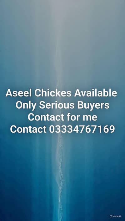 Aseel Chickes Available