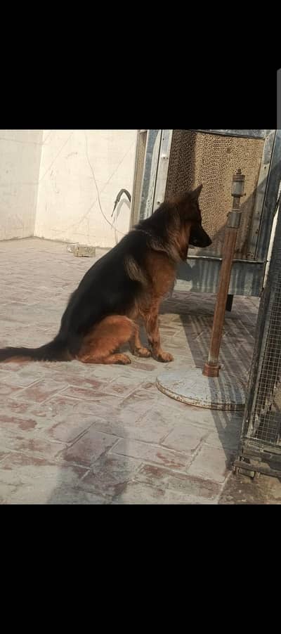 German shepherd male