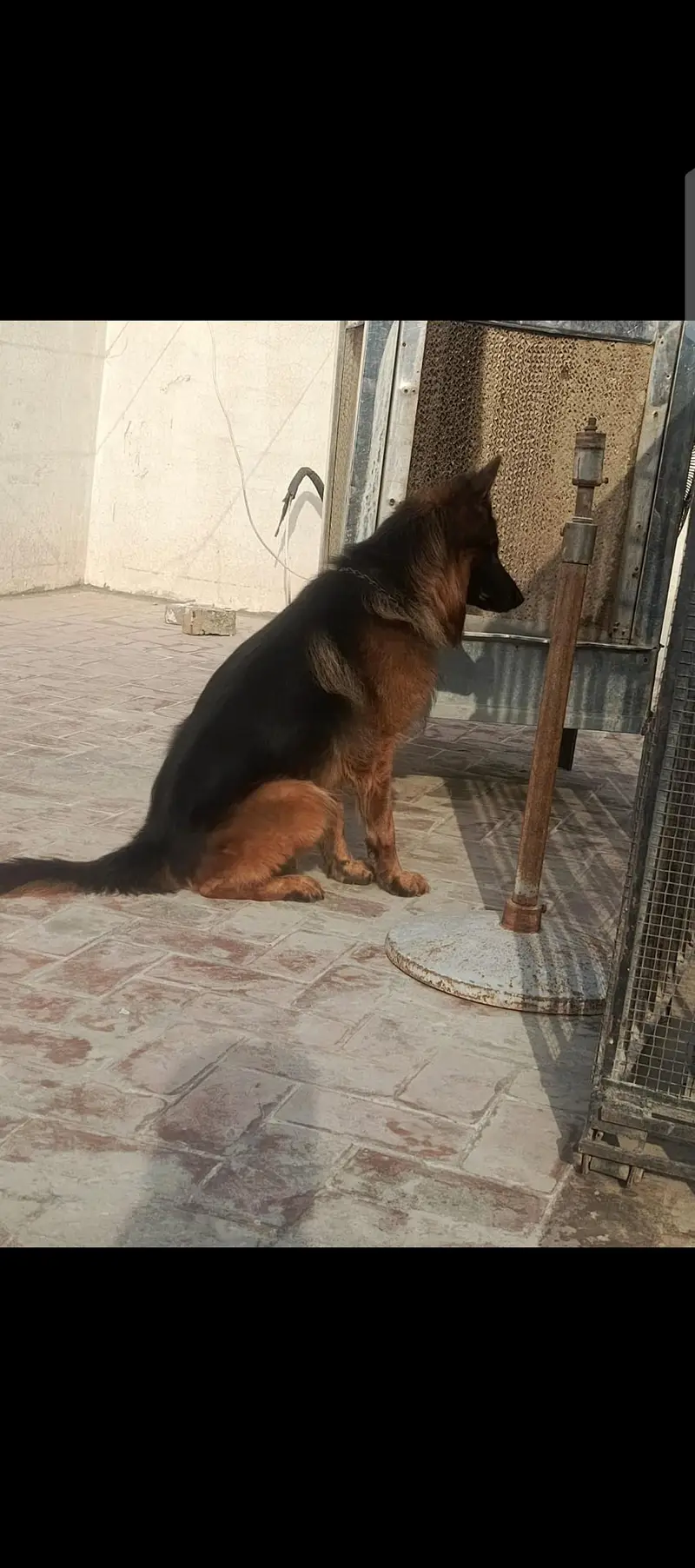 German shepherd male