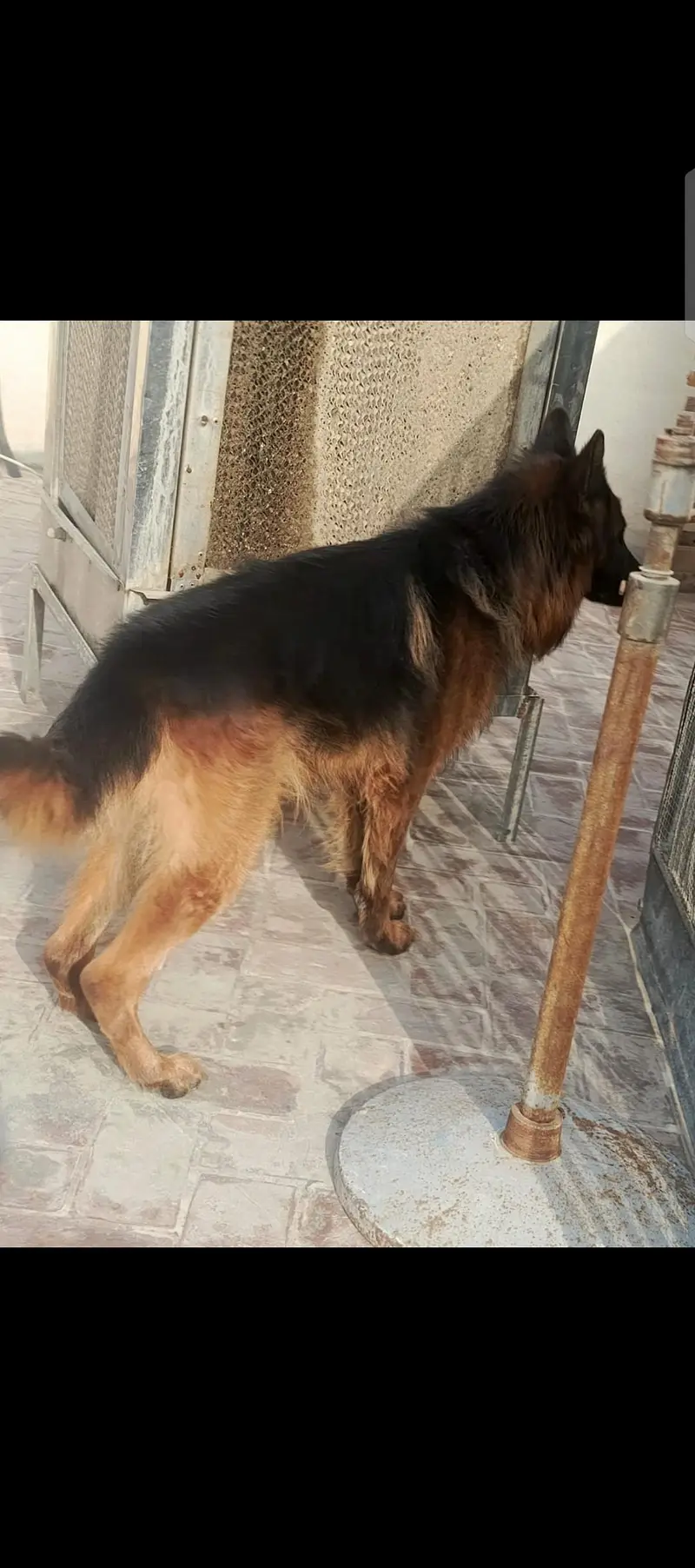 German shepherd male — photo 2