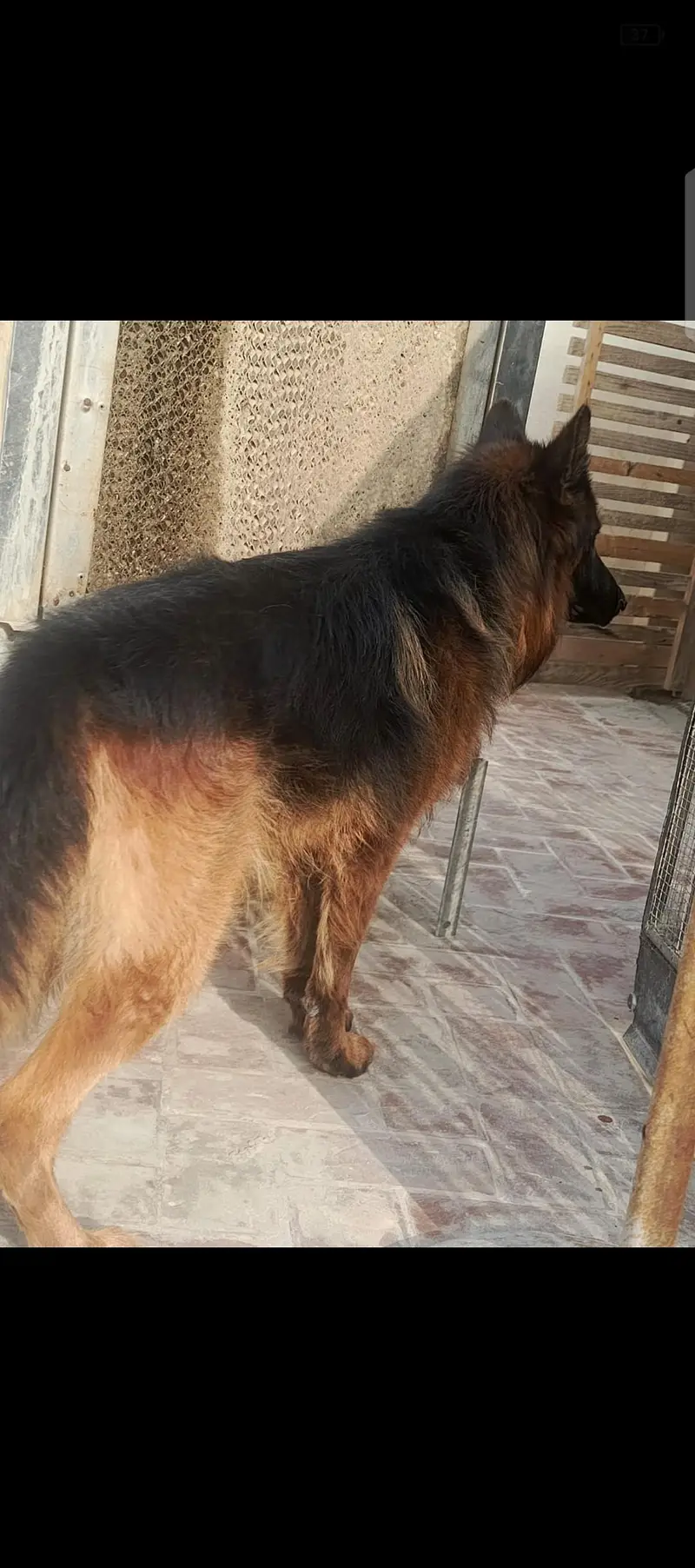 German shepherd male — photo 3