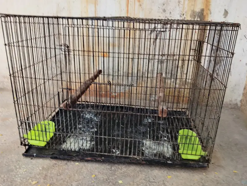 Cage for African grey for sale — photo 2