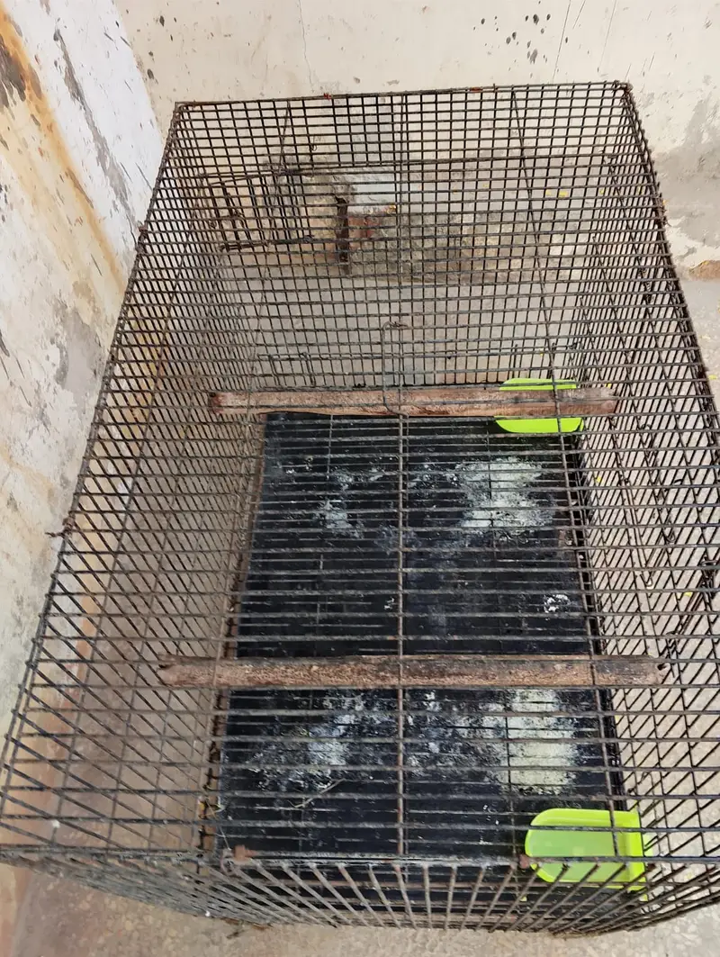 Cage for African grey for sale — photo 3