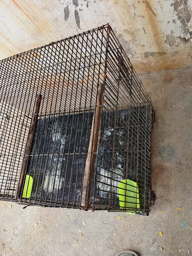 Cage for African grey for sale — photo 4